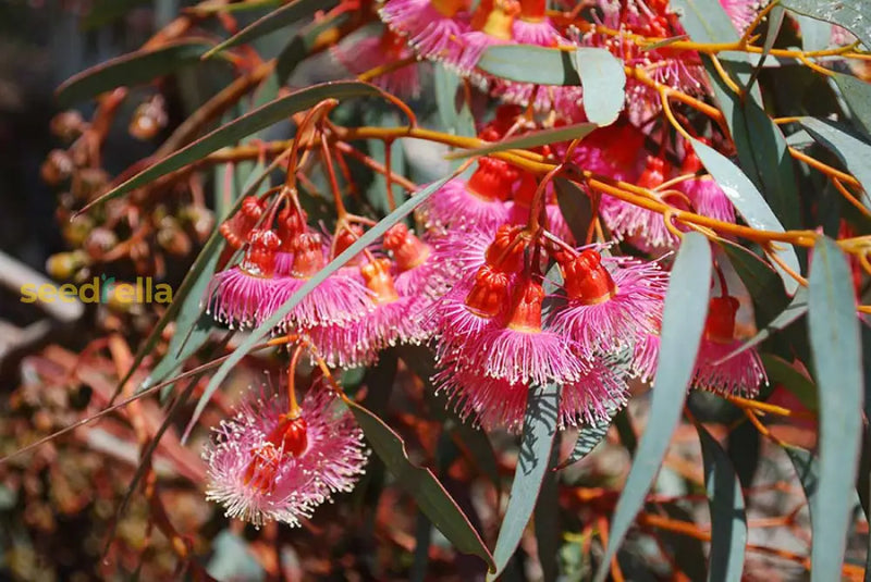 Rot eucalyptus torquata samen for anpflanzung