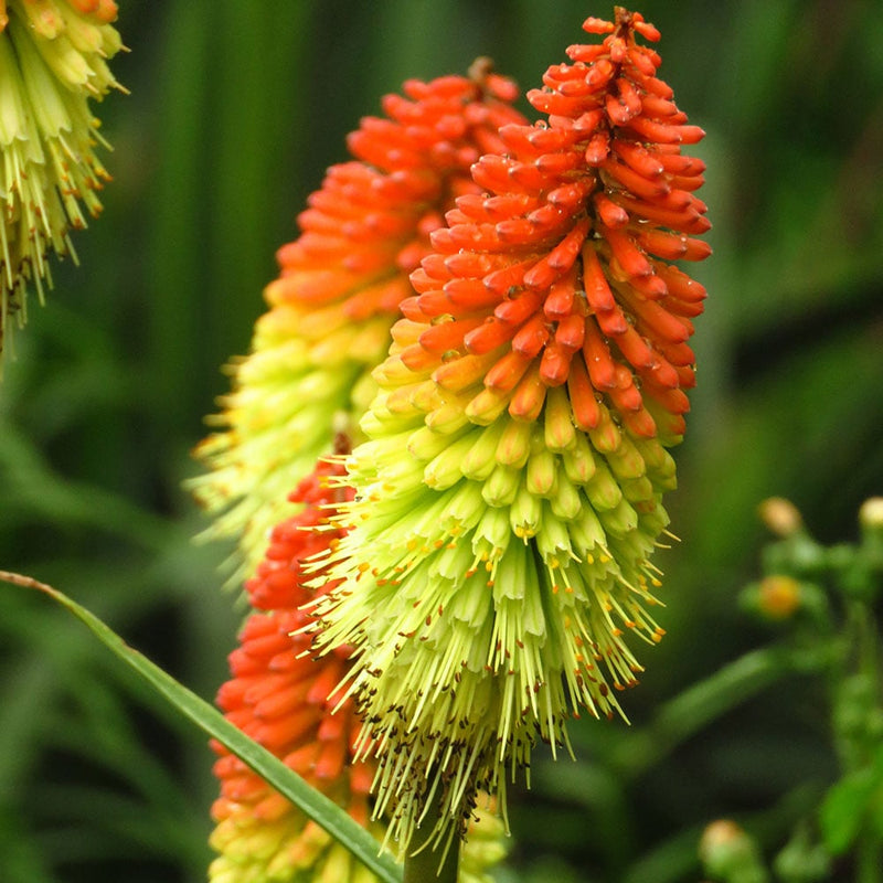Rot hot poker blume samen for vibrant garten anpflanzung