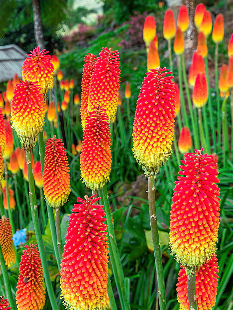 Ornamental rot hot poker pflanze
