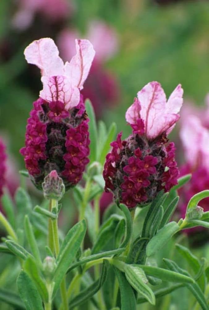 Rot lavender blumen blooming in garten