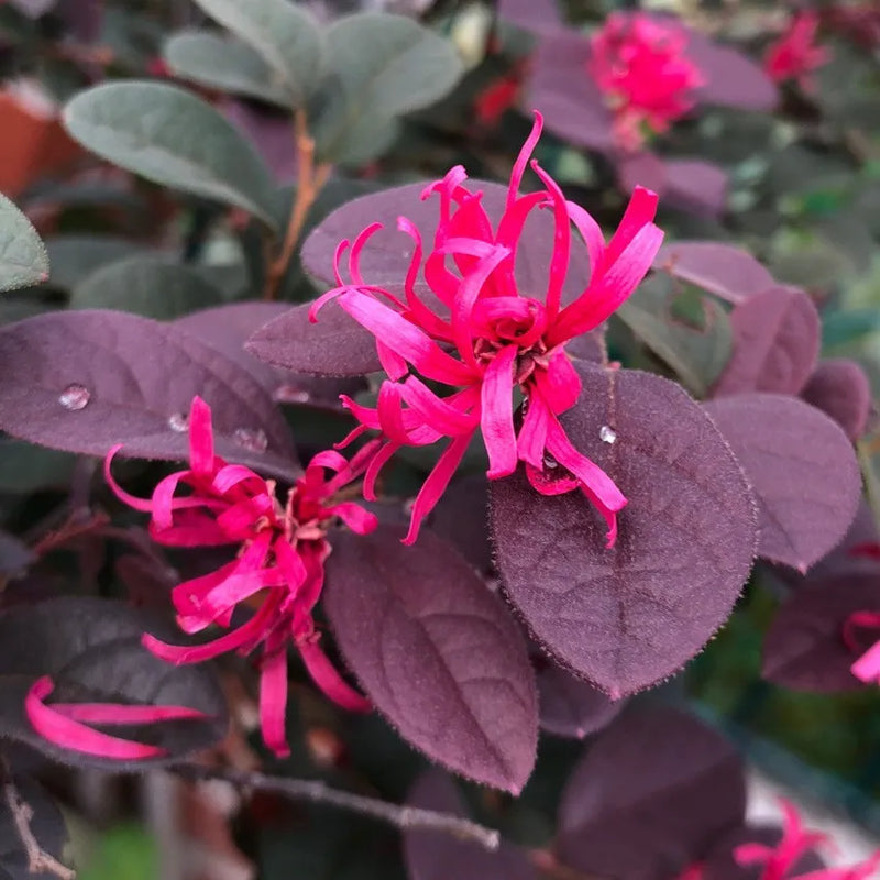 Rot loropetalum blume samen for anpflanzung