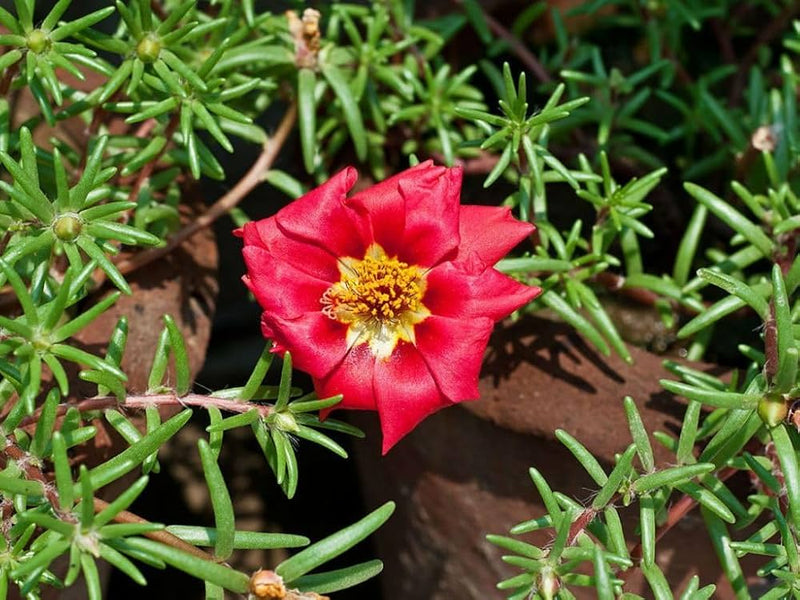 Rot portulaca blume samen for anpflanzung
