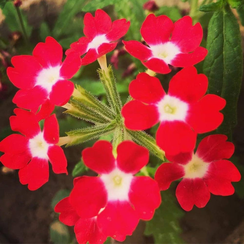 Rot verbena didyma blume samen for anpflanzung