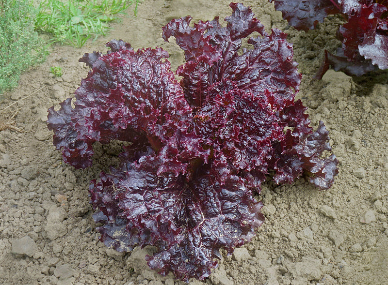 Graines de laitue rouge à planter : légumes frais du jardin