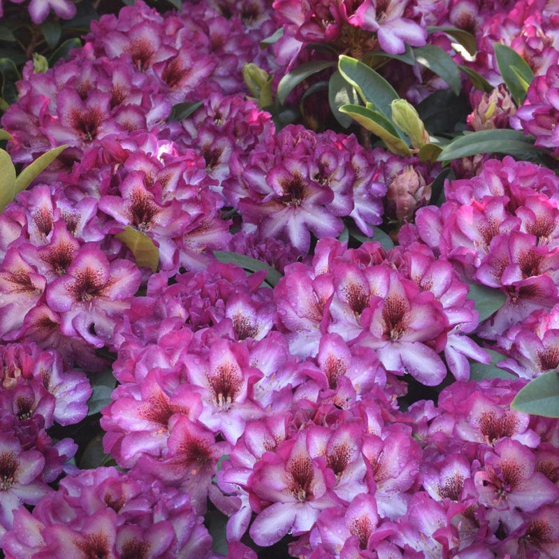 Rosa rhododendron hans blume samen for anpflanzung - colorful display, heirloom & gmo free samen for home garten
sale samen for home garten