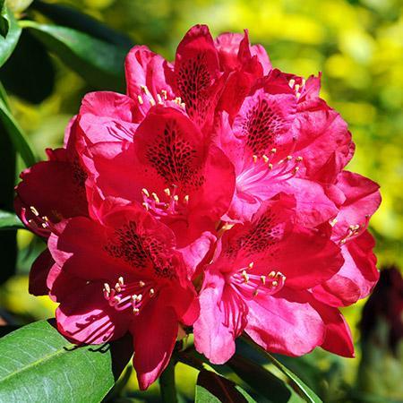 Rhododendron barbatum rouge, graines de fleurs à semer