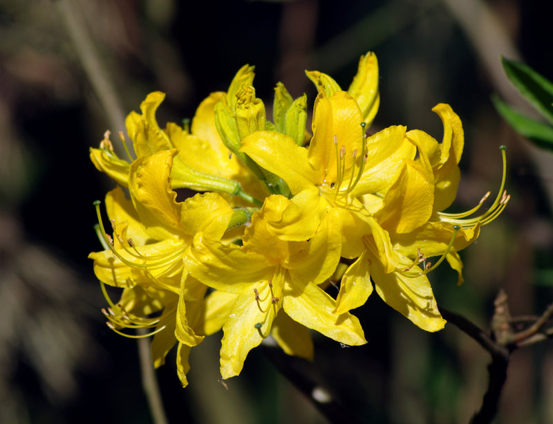 Semillas de rododendro amarillo – ideales para sembrar en el jardín