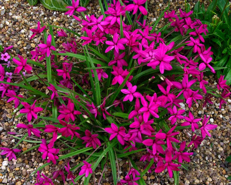 Semillas de flores de Rhodohypoxis para sembrar