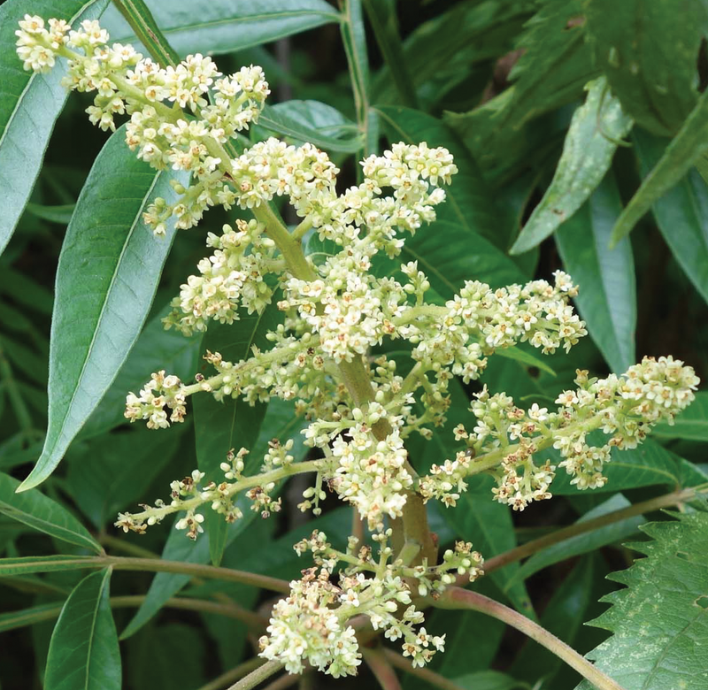Blanco zumaque semillas de flores para sembrar – tolerante a la sequía – variedad tradicional y semillas sin transgénicos Huerto doméstico