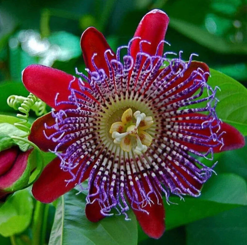 Riesengranadilla blume samen for anpflanzung