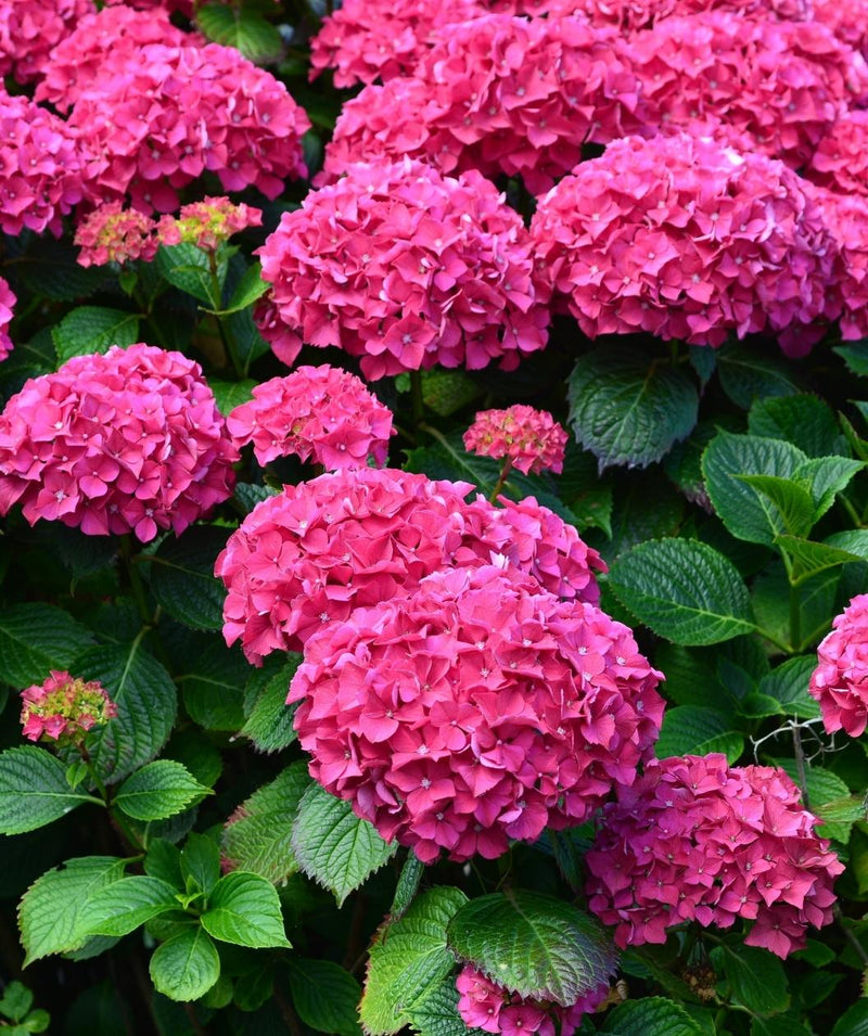 Rosa hydrangea blume samen for beautiful garten anpflanzung