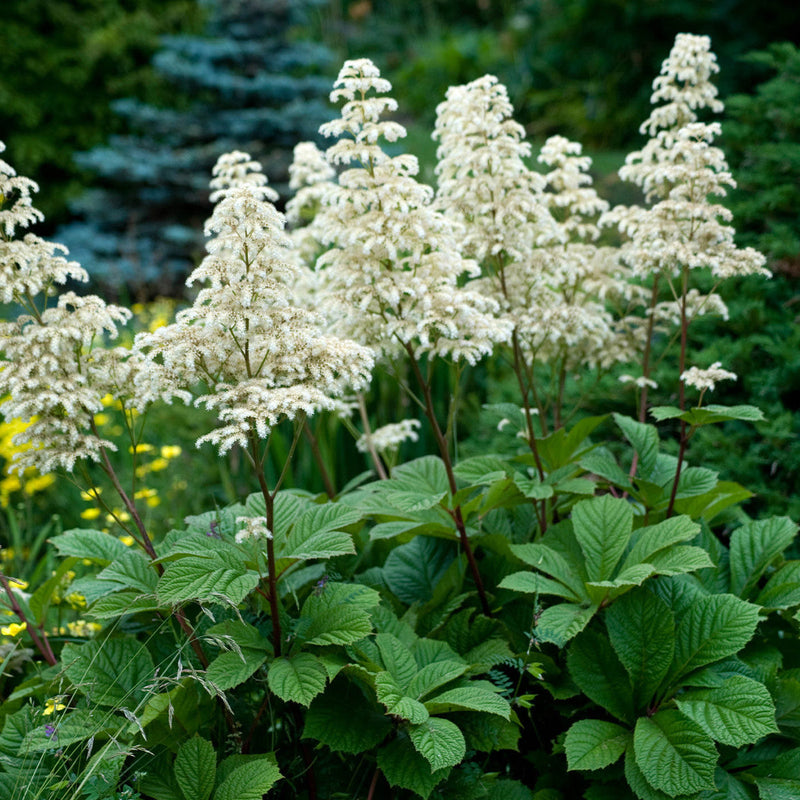 Rodgersia (rodgersia blume) samen for anpflanzung in home garten