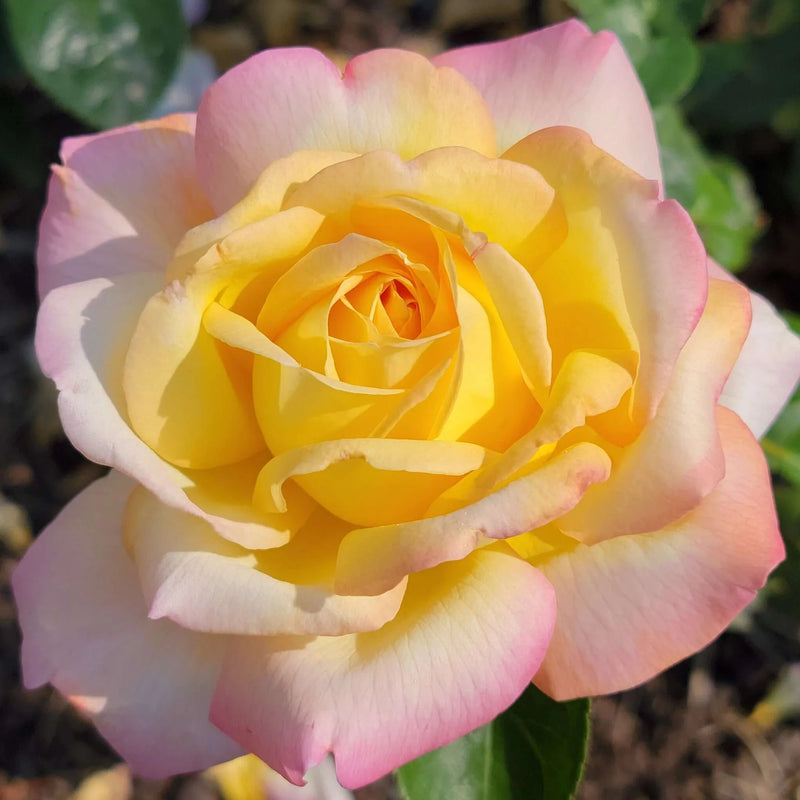 Graines de fleurs de rose jaune et rose à semer – couleurs éclatantes – variété traditionnelle et semences sans OGM pour le jardin potager
