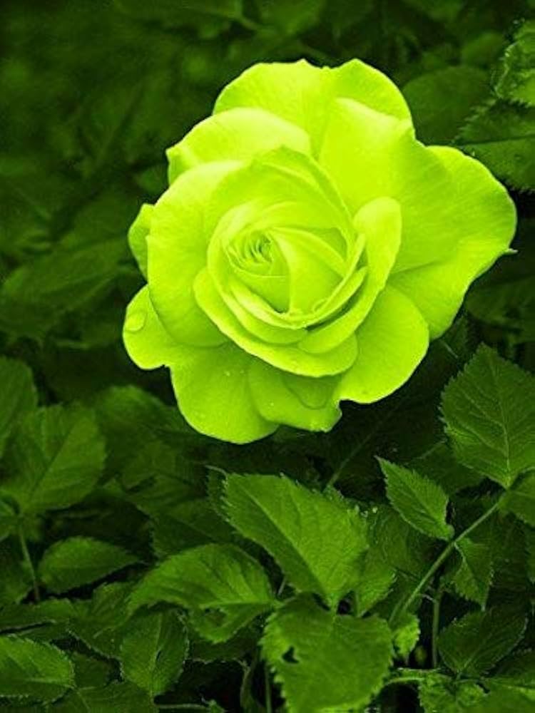 Grün rose samen for anpflanzung