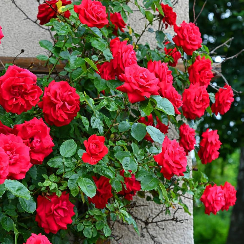 Rote Kletterrosen-Blumensamen zur Aussaat – trockenheitsverträglich – Traditionssorte & gentechnikfreie Samen für den Hausgarten