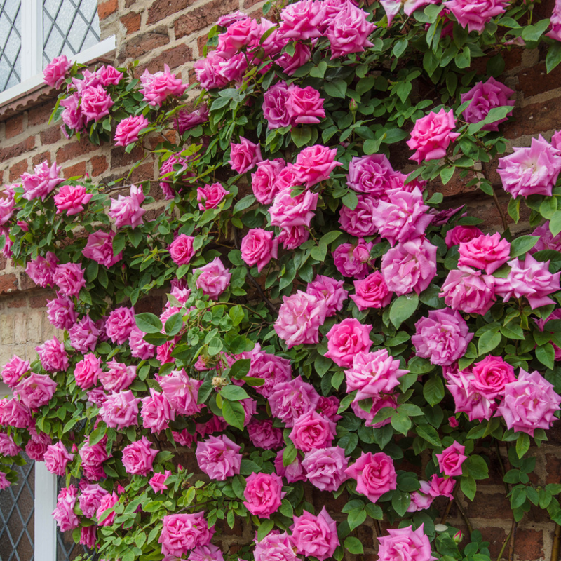 Semillas de rosa Zephirine rosa para siembra – flores brillantes – variedad tradicional y sin transgénicos, semillas para el jardín doméstico