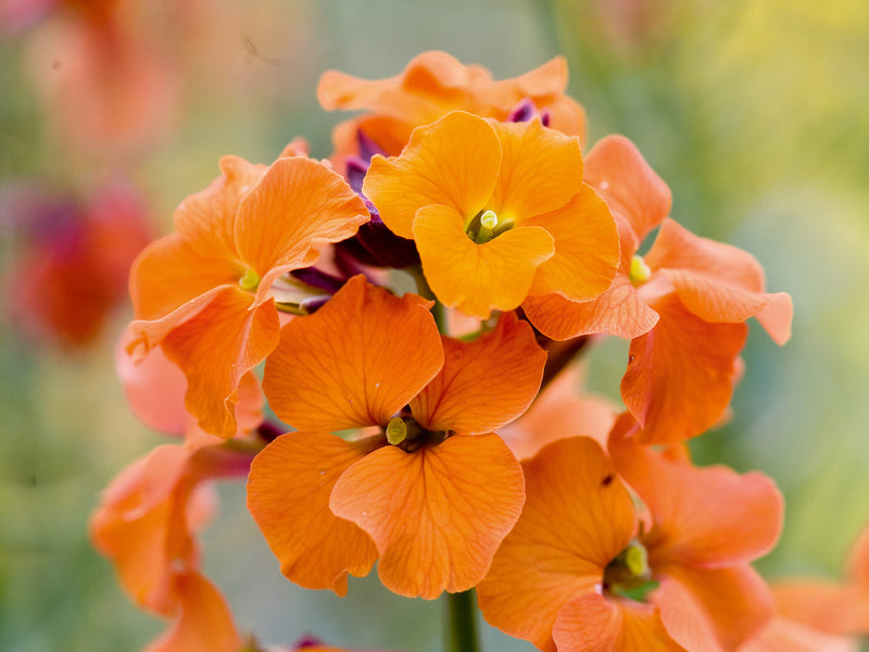 Semillas de flores de Wall naranja para sembrar – floración continua estacional – variedad tradicional y sin ingeniería genética, semillas para el jardín doméstico