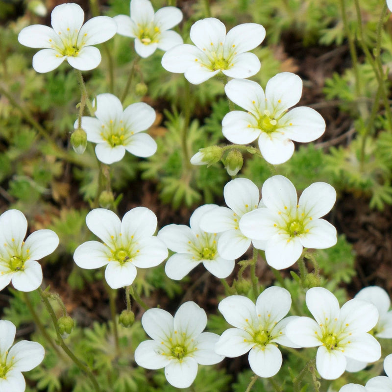 Semillas de Sagina subulata blanca para sembrar – mezcla de flores silvestres – variedad tradicional y semillas sin OGM para el jardín de casa