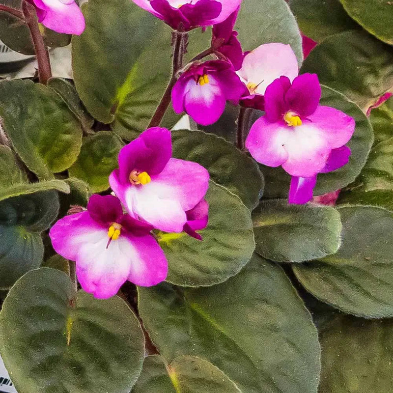 Semillas de flores de violeta africana rosa y blanca o Saintpaulia ionantha para sembrar – esencial para jardines de estilo rústico – variedad tradicional y semillas sin transgénicos para el jardín doméstico