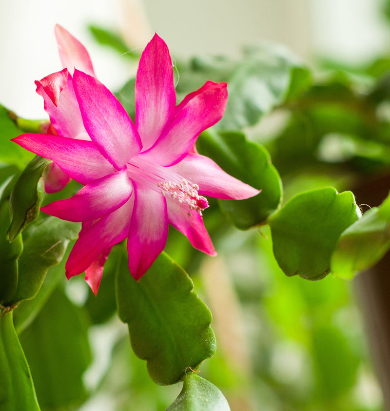 Semillas de flores de cactus de Navidad para sembrar, favorables para los polinizadores, variedad tradicional y sin organismos modificados genéticamente, semillas para el huerto doméstico
