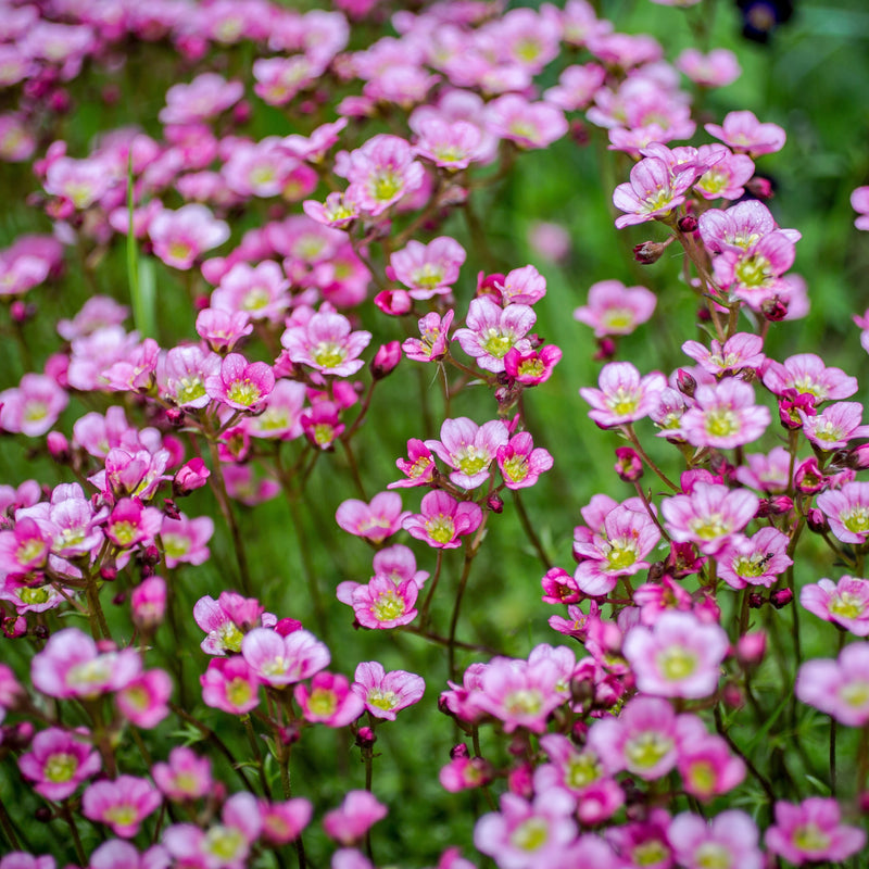 Graines de saxifrage rose à semer – fleurs de jardin éclatantes