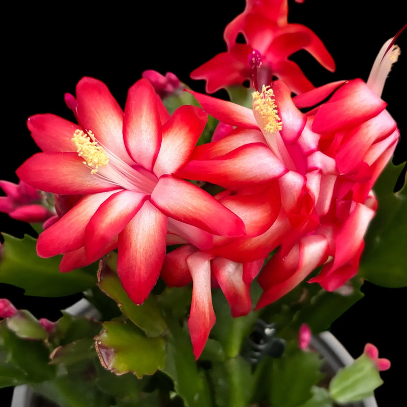 Rot schlumbergera samen for anpflanzung