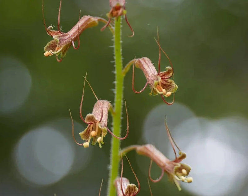 Semillas de Tolmiea, siembra sencilla