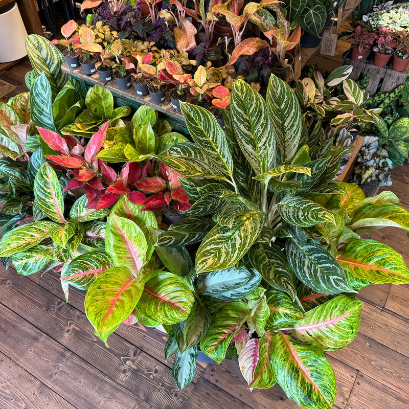 Semillas de flores rosas de Aglaonema para siembra – floración estacional continua – variedad tradicional y sin ingeniería genética, semillas para el jardín doméstico