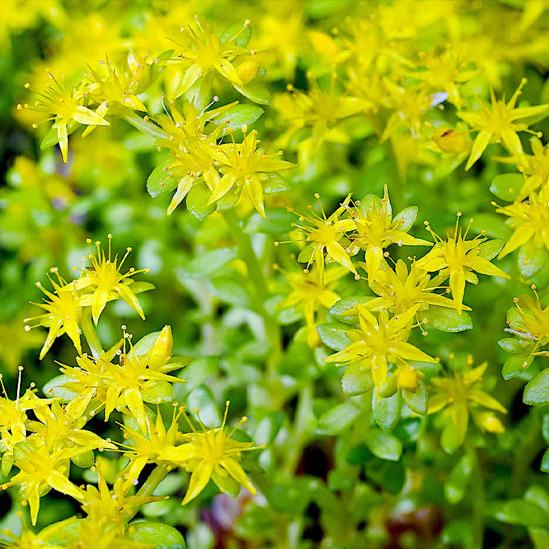 Hardy sedum samen for anpflanzung