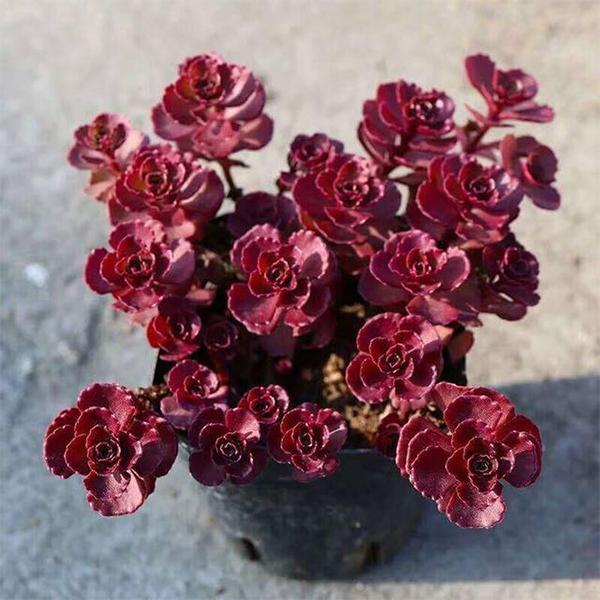 Hardy sedum spurium samen for anpflanzung