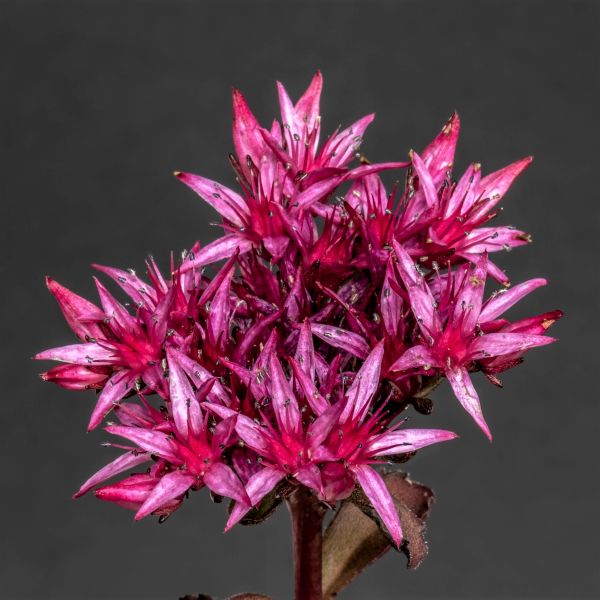 Sedum voodoo rosa samen for anpflanzung