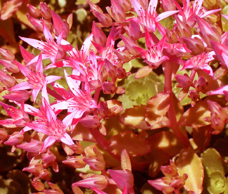 Rosa sedum voodoo blume samen for anpflanzung - colorful display, heirloom & gmo free samen for home garten
sale samen for home garten