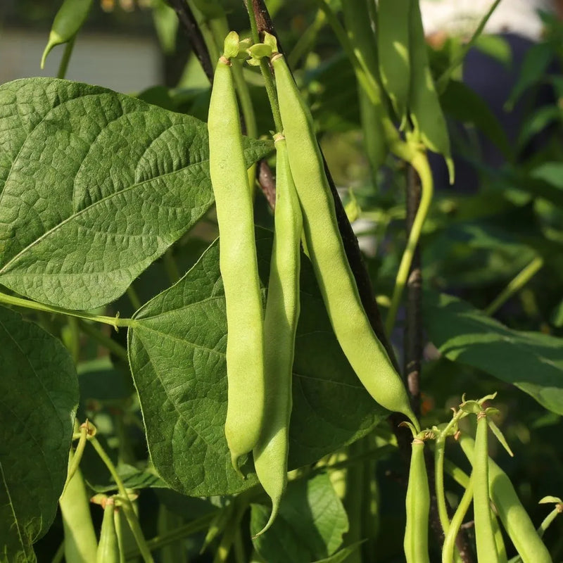 Semillas de frijol Orka Schwarz Weiß para plantar en tu huerto