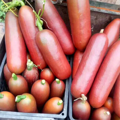 Graines de Sicana odorifera à planter – cultivez ce légume unique