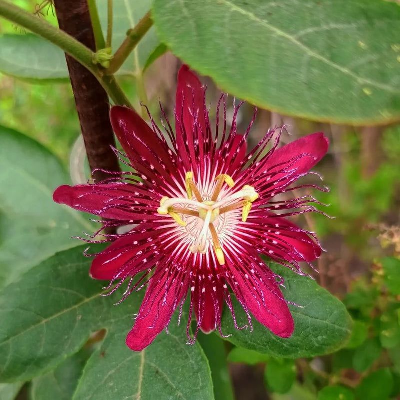 Semillas de flores de Passion para sembrar, variedad resistente, variedad tradicional y sin organismos modificados genéticamente, semillas para jardín doméstico