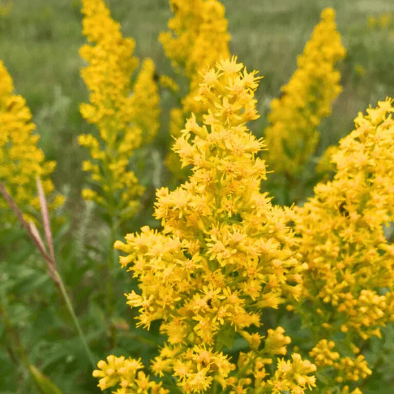 Solidago golden rod samen for anpflanzung