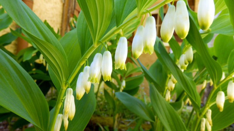 Weiß solomon’s flowering samen for shaded gardens
