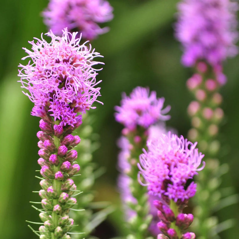 Semillas de flores rosas de Liatris spicata para siembra – ideales para arriates – variedad tradicional y sin ingeniería genética, semillas para el jardín doméstico