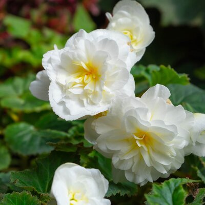 Graines de bégonia blanc à semer, fleurs élégantes annuelles pour jardins et pots