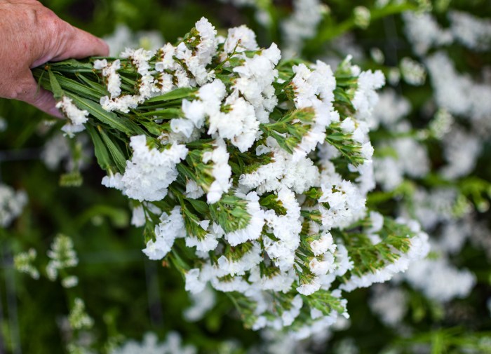 Statice semidoble blanco semillas florales elegantes – flores de statice blancas