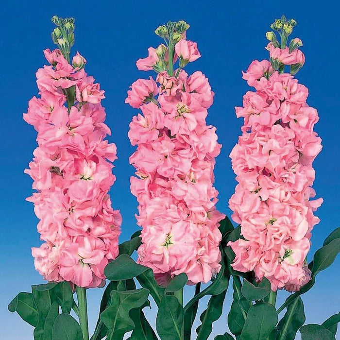 Semillas de alhelí rosa para jardín, fragantes y floridas, variedad tradicional y sin ingeniería genética, semillas para huerto doméstico
