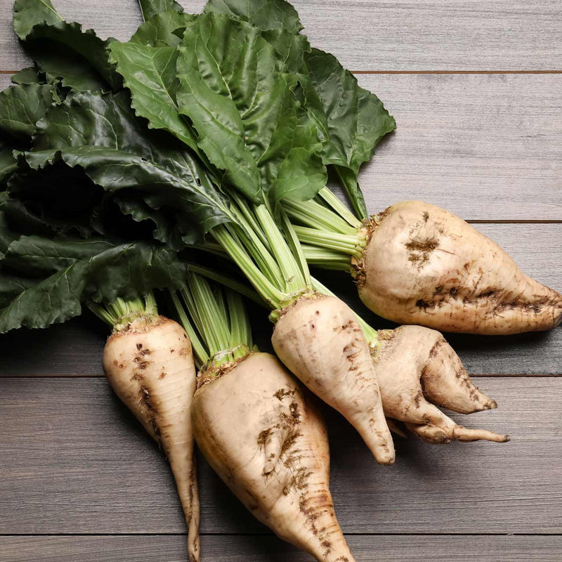 Semillas de remolacha azucarera Weiß para cultivar verduras