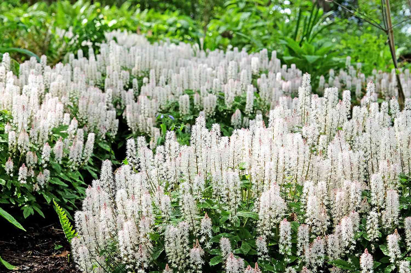 Weiß tiarella foam blume samen for anpflanzung