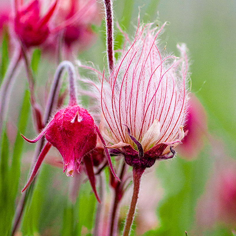Triflorum blume samen for easy garten anpflanzung