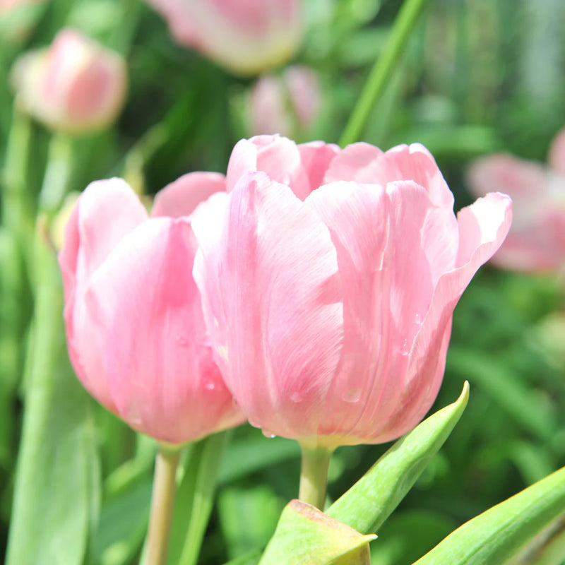 Semillas de tulipán rosa para sembrar: flores primaverales brillantes