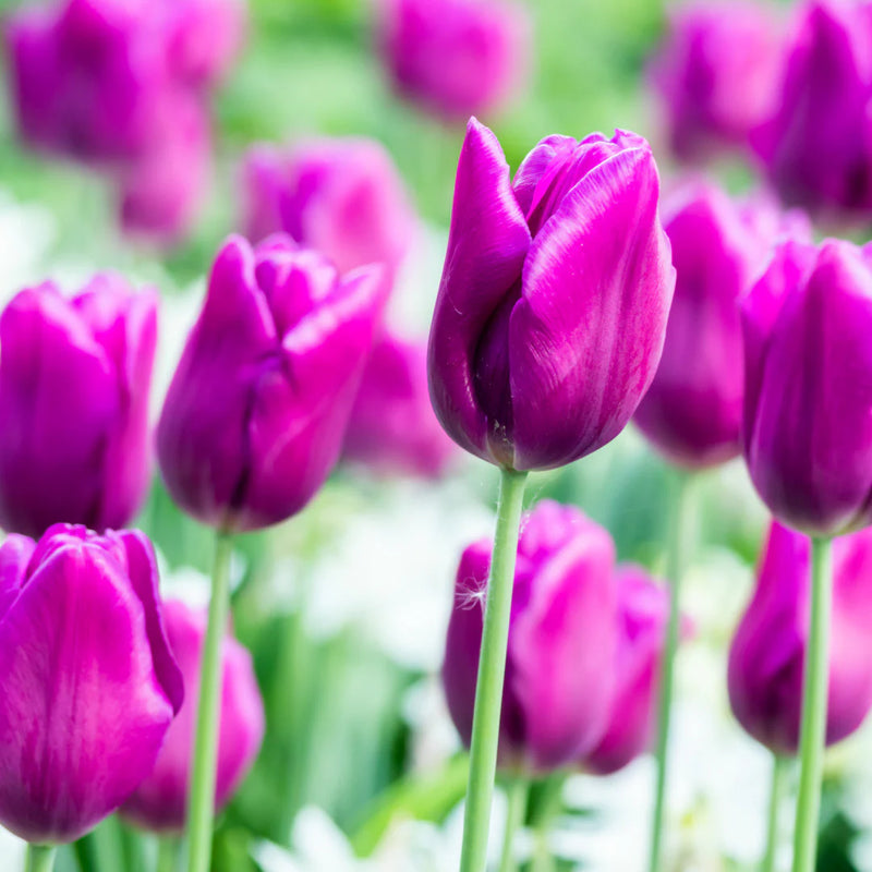 Graines de tulipe violette à semer – mélange de fleurs sauvages – variété traditionnelle et graines sans OGM pour le jardin familial