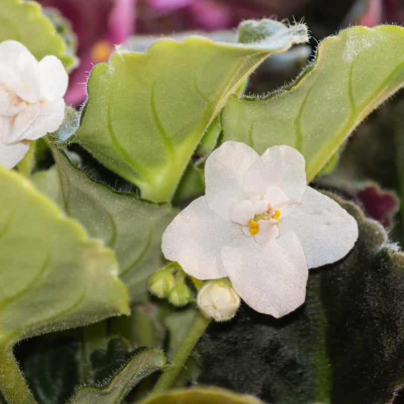 Semillas de violeta africana blanca, exótica cubresuelos para siembra