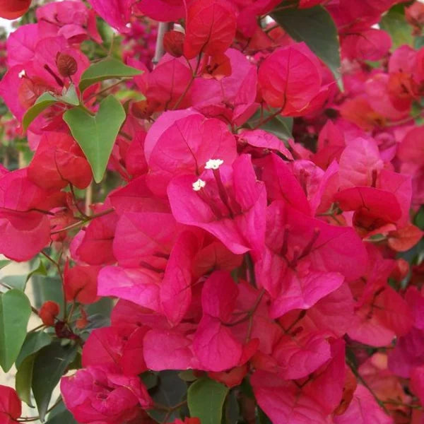 Rosa bougainvillea blume samen for anpflanzung - sun loving, heirloom & gmo free samen for home garten
sale samen for home garten