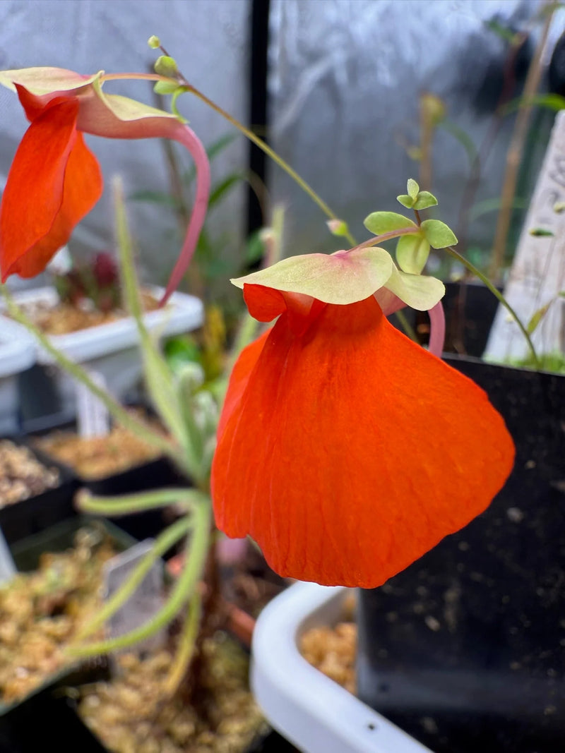 Semillas de flores de Utricularia naranja, guía de siembra sencilla