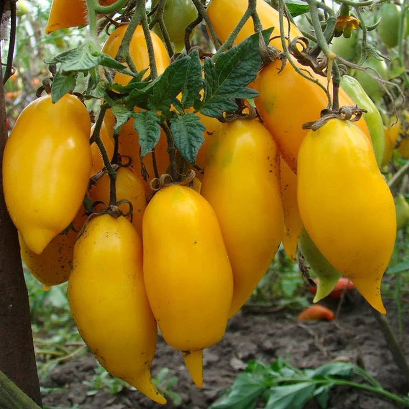 Semillas de tomate banana Solanum lycopersicum para plantar en huertos de verduras y jardines domésticos